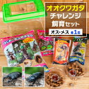 【ふるさと納税】オオクワガタチャレンジ飼育セット(オス・メス各1匹)【1412783】(3)