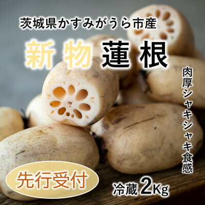 新物! 肉厚でシャキシャキの食感と甘みが特徴 掘りたて れんこん 2Kg(2〜4本)[配送不可地域:離島]