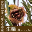 名称 【2024年10月発送開始】産地直送!久保田果樹園の生栗3Lサイズ約3kg 保存方法 冷蔵 発送時期 2024-10-10～2024-11-28 提供元 久保田果樹園 配達外のエリア 離島 お礼品の特徴 茨城県は、栗の産地です。 茨城県の中でも有数の産地であるかすみがうら市から、甘くておいしい栗をお届けいたします。 栗の品種は「岸根(がんね)」と「石鎚(いしづち)」になります。 そのまま食べても良し、栗ご飯や渋皮煮などにしても良し。 栗の風味を存分にお楽しみください! ■生産者の声 土作りにこだわり、堆肥をメインに丹精込めて育てています。 また、燻蒸処理を施しているため、安心してお召し上がりいただけます。 皆様の「美味しい」の言葉に励まされ、頑張っています。 ■お礼品の内容について ・生栗(3Lサイズ)[約3kg] 　　原産地:茨城県かすみがうら市 　　賞味期限:出荷日+7日(要冷蔵) ■注意事項/その他 ・生栗は冷蔵庫で保存し、なるべくお早めにお召し上がりください。生鮮物ですので期限は目安となります。 ・冷蔵庫での乾燥を防ぐため、ビニール袋等に入れ、密閉しない程度にかるく包んでください。 ・冷蔵での保存中に皮の表面に白いカビが発生する場合がありますが、中身に異常はありません。水洗いしてご使用ください。 ・栗は自然の影響を受けやすい農産物です。栗の品種や形状により3Lサイズでも大きさにバラつきが出てしまうことがございます。 ・画像はイメージです。 ・ふるさと納税よくある質問はこちら ・寄附申込みのキャンセル、返礼品の変更・返品はできません。あらかじめご了承ください。このお礼品は以下の地域にはお届けできません。 ご注意ください。 離島