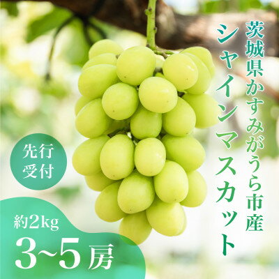 楽天ふるさと納税　【ふるさと納税】茨城県かすみがうら市産シャインマスカット　約2Kg (3～5房)【配送不可地域：離島】【1474047】