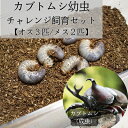 【ふるさと納税】カブトムシ幼虫チャレンジ飼育セット(5匹)【オス3匹/メス2匹】【1487108】