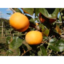 【ふるさと納税】大ぶりの完全甘柿「陽豊」3.5kg以上(10~12個)【1529273】