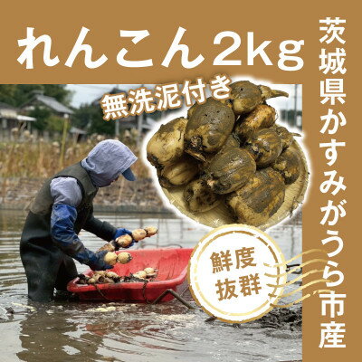 【ふるさと納税】【鮮度抜群!茨城県かすみがうら市産】無洗泥付き 霞ヶ浦れんこん2kg 産地厳選【配送不可地域：離島】【1667480】