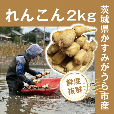 [鮮度抜群!茨城県かすみがうら市産]シャキシャキ蓮根 霞ヶ浦れんこん2kg 産地厳選[配送不可地域:離島]