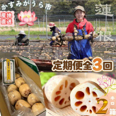 【ふるさと納税】【毎月定期便】肉厚でシャキシャキの食感と甘みが特徴　　掘りたて れんこん　2Kg(2～4本)全3回【配送不可地域：離島】【4092934】