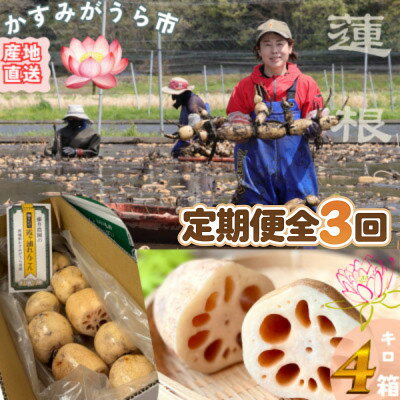 【ふるさと納税】【毎月定期便】肉厚でシャキシャキの食感と甘みが特徴　　掘りたて れんこん　4Kg(4～7本)全3回【配送不可地域：離島】【4092936】