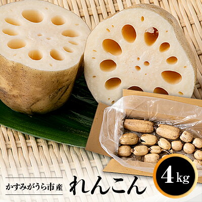 かすみがうら市産 れんこん 4kg【配送不可地域：離島】【1246233】
