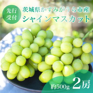 【ふるさと納税】【先行予約】茨城県かすみがうら市産　シャインマスカット2房(約500g×2)【配送不可地域：離島】【1340410】