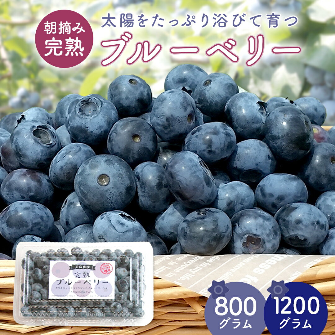 【ふるさと納税】ブルーベリー 約 800g ( 2パック )～ 1.2kg（ 3パック ） 【2026年6月から発送開始】 ..