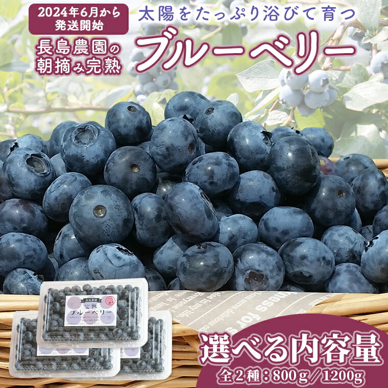 【ふるさと納税】ブルーベリー 約 800g ( 2パック )～ 1.2kg（ 3パック ） 【2024年6月から発送開始】 国産 茨城県産 ベリー フルーツ 果物 くだもの 自家製栽培