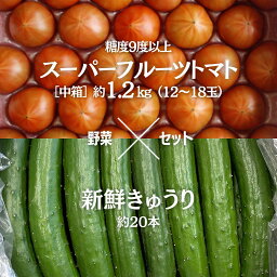 【ふるさと納税】《2024年2月上旬発送開始》スーパーフルーツトマト 大箱 約2.6kg （20〜35玉）糖度9度以上 ＆ 新鮮 きゅうり 約20本 野菜セット とまと トマト 胡瓜 キュウリ 野菜 サラダ