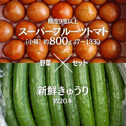 《2024年2月上旬発送開始》スーパーフルーツトマト 小箱 約800g (7～13玉) 糖度9度以上 ＆ 新鮮きゅうり 約20本 野菜セット とまと トマト 胡瓜 キュウリ 野菜 サラダ