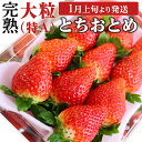 【ふるさと納税】 【 2026年1月上旬発送開始 】 完熟 とちおとめ 260g×2~4パック 国産 いちご イチゴ 苺