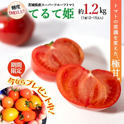  《 キャンペーン限定 ミニトマト付き 》 スーパーフルーツトマト てるて姫 中箱 約1.2kg ( 12〜15玉 ) × 1箱 糖度9度以上 ブランドトマト フルーツトマト トマト とまと