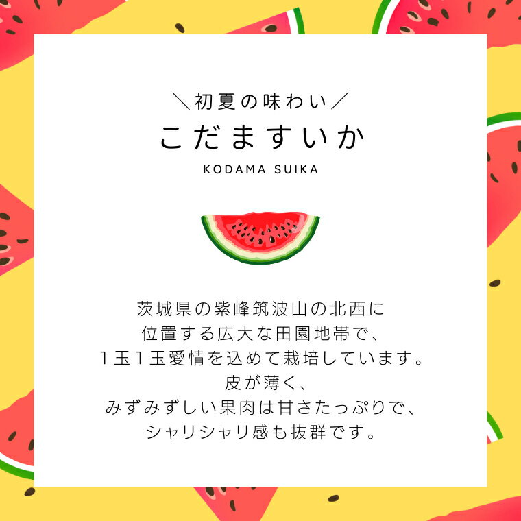 【ふるさと納税】 《2024年5月中旬から発送開始》 こだますいか 小玉すいか 小玉 すいか スイカ 果物 フルーツ