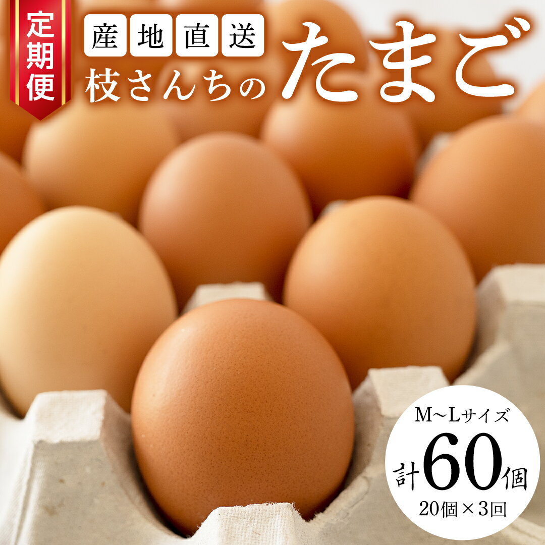 [3ヶ月定期便]枝さんち の たまご 20個×3回 合計60個 定期便 産地直送 たまご 玉子 生卵 鶏卵 タマゴ 平飼い 桜川市産 茨城県産 卵 非遺伝子組換え