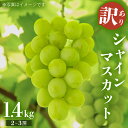 【ふるさと納税】 《 2025年9月上旬から発送開始 》 シャインマスカット ご家庭用 1.4kg 以上( 2房 〜 3房 ) マスカット ぶどう 葡萄 旬 果...