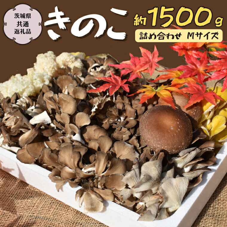 きのこ の 詰め合わせ Mサイズ 約1500g[茨城県共通返礼品 城里町] キノコ 舞茸 あわび茸 たもぎ茸 しいたけ 花びら茸