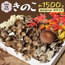 きのこ の 詰め合わせ Mサイズ 約1500g キノコ 舞茸 あわび茸 たもぎ茸 しいたけ 花びら茸