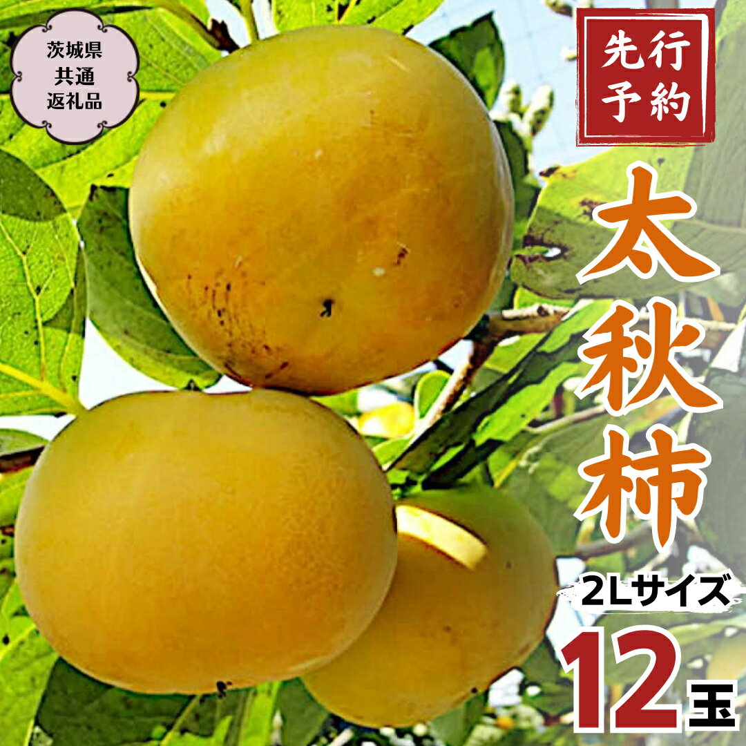 柿 【ふるさと納税】《 2024年 先行予約 》 太秋柿 2L 12玉 (茨城県共通返礼品 石岡市) 2024年10月中旬発送開始 果物 くだもの フルーツ 柿 かき