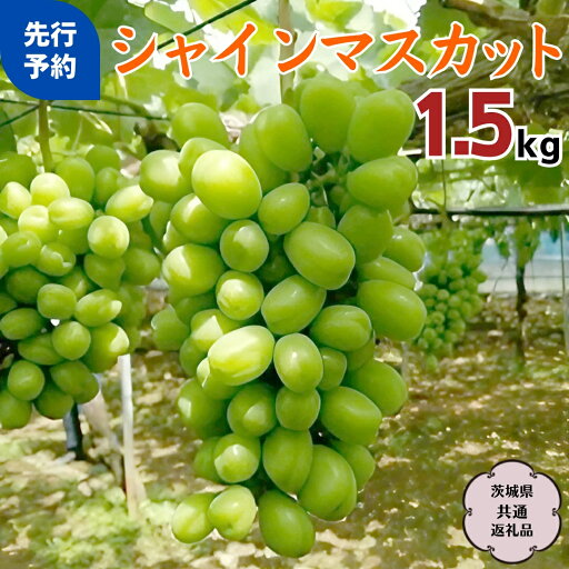 【ふるさと納税】《2025年9月上旬から発送開始》 シャインマスカット 1.5kg ( 茨城県共通返礼品 石岡市 ) 自宅用 マスカット フルーツ 果物 【ふるさと納税】《2025年9月上旬から発送開始》 シャインマスカット 1.5kg ( 茨城県共通返礼品 石岡市 ) 自宅用 マスカット フルーツ 果物