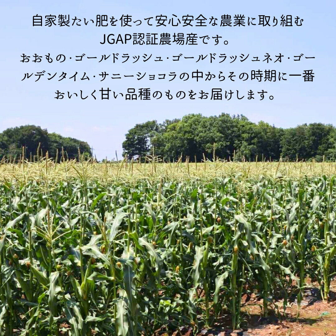 【ふるさと納税】 《2024年 先行予約》 茨城県 桜川市産 農家直送 朝採れ とうもろこし 10～12本 約4kg 2Lサイズ以上 ( 2024年7月上旬発送開始 ) 朝採れ おおもの ゴールドラッシュ ゴールドラッシュネオ ゴールデンタイム サニーショコラ JGAP とうもろこし