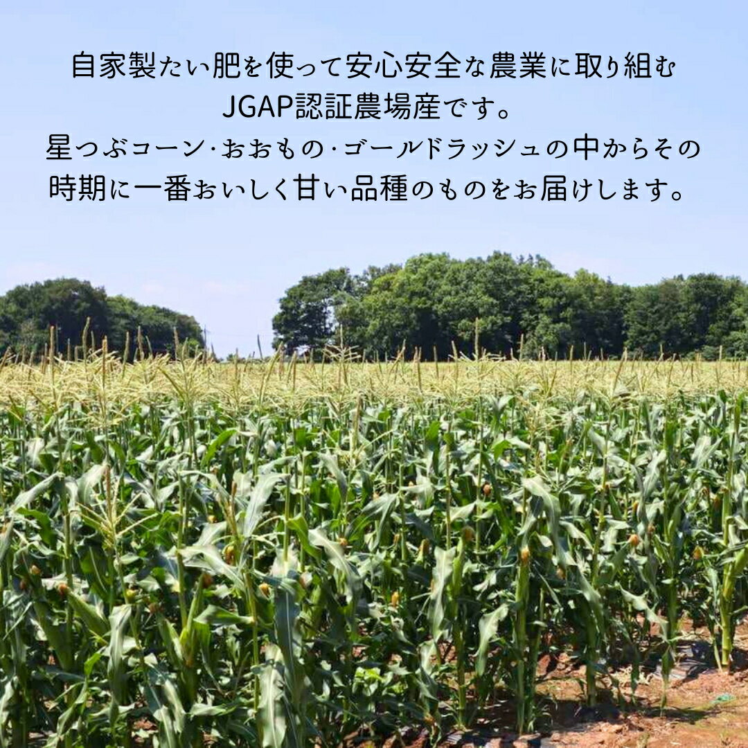 【ふるさと納税】 《2024年 先行予約》 茨城県 桜川市産 農家直送 朝採れ とうもろこし 10～12本 約4kg 2Lサイズ以上 ( 2024年7月上旬発送開始 ) 朝採れ おおもの 星つぶコーン ゴールドラッシュ JGAP とうもろこし