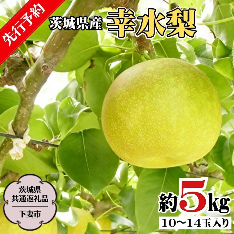 【ふるさと納税】《 先行予約 》茨城県産 幸水 梨5kg 1