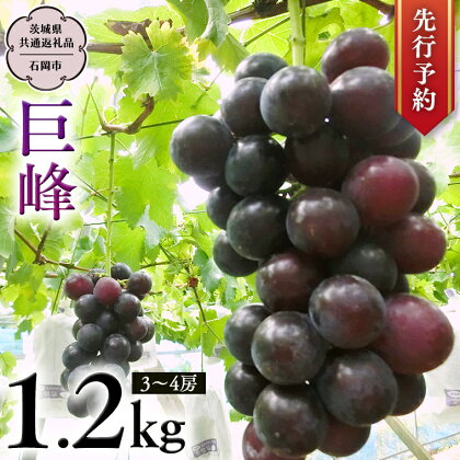 《 先行予約 》 巨峰 約1.2kg (茨城県共通返礼品 石岡市） 開田ぶどう園 産地直送 フルーツ 甘い 直送 茨城 限定 ぶどう 巨峰 果物