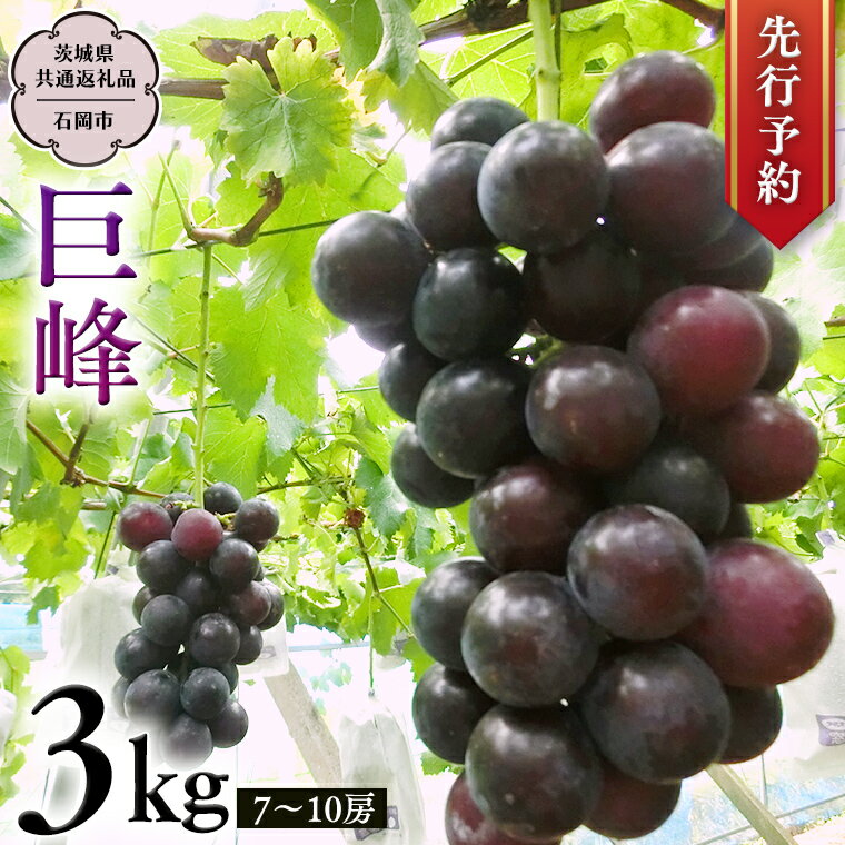 【ふるさと納税】《 2025年8月下旬発送開始 》 巨峰 約3kg (茨城県共通返礼品 石岡市) 開田ぶどう園 産地直送 フルーツ 甘い 直送 茨城 限定 ぶどう 巨峰 果物
