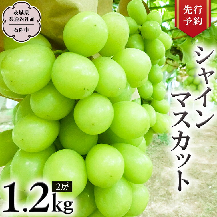 《 先行予約 》 シャインマスカット 約1.2kg (茨城県共通返礼品 石岡市） 開田ぶどう園 産地直送 フルーツ 甘い 直送 茨城 限定 ギフト ぶどう シャインマスカット 果物