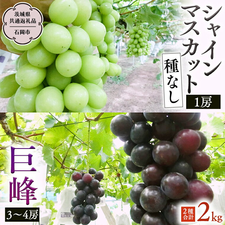 【ふるさと納税】 《 2025年9月上旬発送開始 》 シャインマスカット＆巨峰セット 合計 約2kg (茨城県共通返礼品 石岡市） 開田ぶどう園 産地直送 フルーツ 甘い 直送 茨城 限定 ギフト ぶどう シャインマスカット 果物のサムネイル