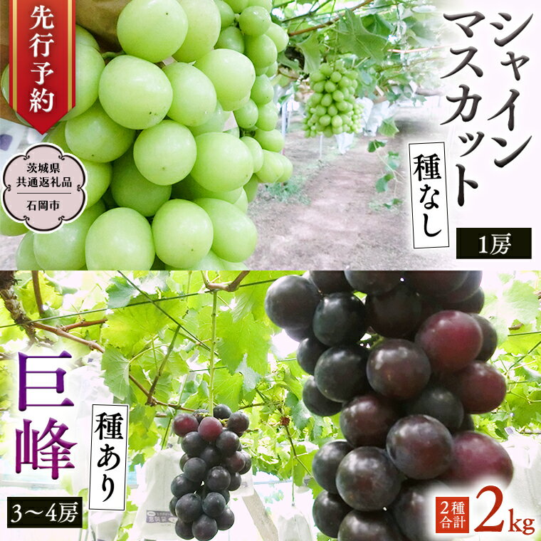 【ふるさと納税】 《 2025年9月上旬発送開始 》 シャインマスカット＆巨峰セット 合計 約2kg (茨城県共通返礼品 石岡市） 開田ぶどう園..
