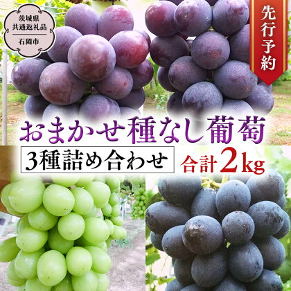 《 先行予約 》 おまかせ 種なし葡萄 3種 詰め合わせ 約2kg (茨城県共通返礼品 石岡市） 開田ぶどう園 産地直送 フルーツ 甘い 直送 茨城 限定 ギフト ぶどう シャインマスカット ナガノパープル 果物