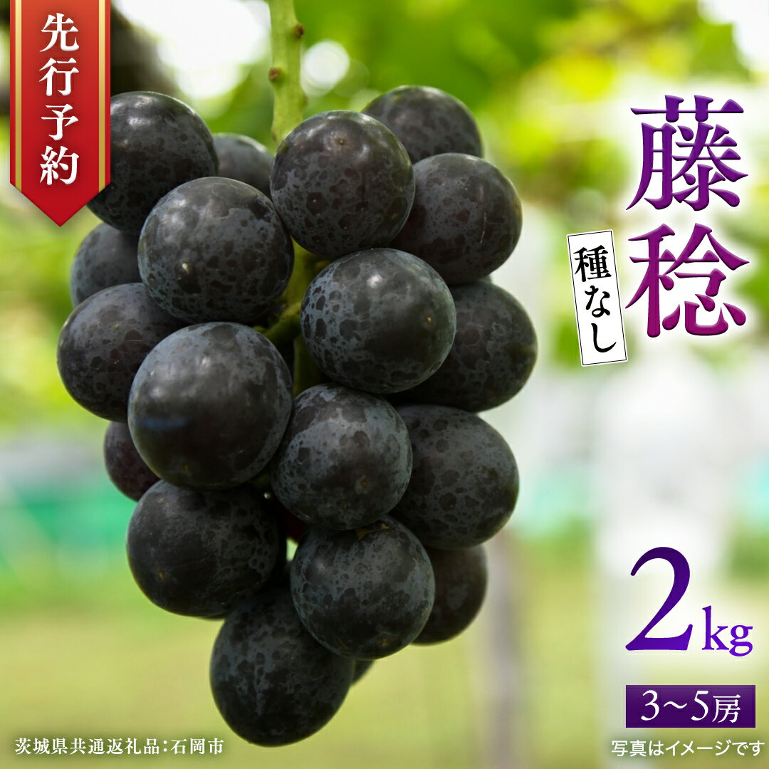 [ 2025年9月上旬発送開始 ] 種なし 藤稔 約2kg (茨城県共通返礼品 石岡市) 開田ぶどう園 産地直送 フルーツ 甘い 直送 茨城 限定 ギフト ぶどう 果物
