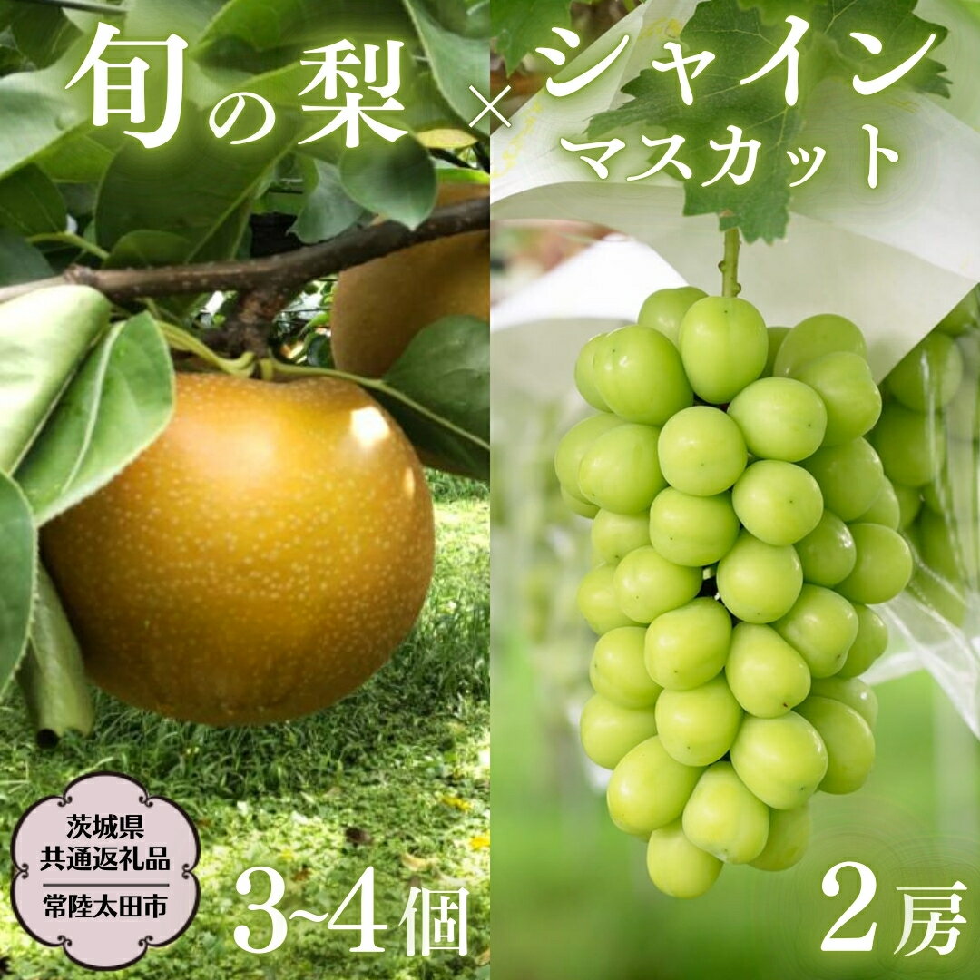 【ふるさと納税】《2025年9月上旬発送開始》 茨城県産 「 シャインマスカット 2房 」と「旬の 梨 」 詰め合わせ 約 3kg 【茨城県共通返礼品/常陸太田市】 桧山果樹園 農家直送 桧山果樹園 農家直送 フルーツ 甘い 直送 茨城 限定 ギフト ぶどう シャインマスカット 旬 梨