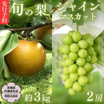 《 先行予約 》 茨城県産 シャインマスカット2房と旬の梨詰め合わせ 約3kg【茨城県共通返礼品／常陸太田市】 桧山果樹園 農家直送 桧山果樹園 農家直送 フルーツ 甘い 直送 茨城 限定 ギフト ぶどう シャインマスカット 旬 梨 秀玉 恵水 秋月 詰め合わせ