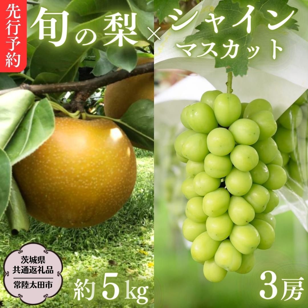 《 先行予約 》 茨城県産 シャインマスカット3房と旬の梨詰め合わせ 約5kg【茨城県共通返礼品／常陸太田市】 桧山果樹園 農家直送 桧山果樹園 農家直送 フルーツ 甘い 直送 茨城 限定 ギフト ぶどう シャインマスカット 旬 梨 秀玉 恵水 秋月 詰め合わせ