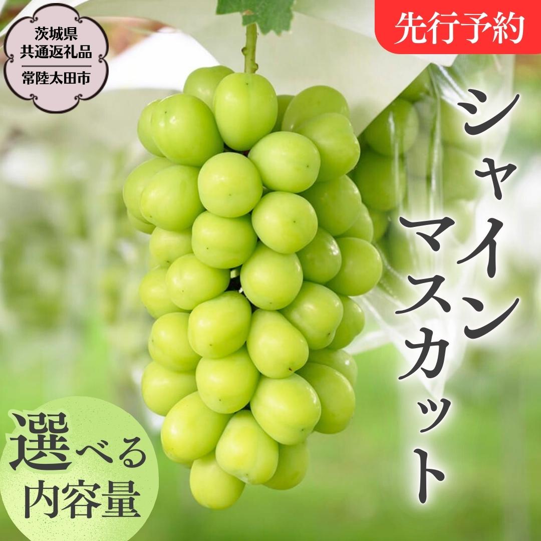 【ふるさと納税】《 先行予約 》 シャインマスカット 約3kg 約5kg【茨城県共通返礼品／常陸太田市】 ...