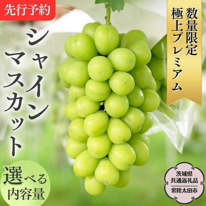 《 先行予約 》 極上プレミアム シャインマスカット 1房1kg以上 3房 5房 数量限定 【茨城県共通返礼品／常陸太田市】 桧山果樹園 農家直送 桧山果樹園 農家直送 フルーツ 甘い 直送 茨城 限定 ギフト ぶどう シャインマスカット 旬 贈答 果物