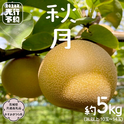 《 2024年 先行予約 》 秋月 梨 約 5kg 10玉～14玉 （ 茨城県共通返礼品 ／ かすみがうら市 ） なし 鈴木農園 産地直送 フルーツ 甘い 直送 茨城 限定