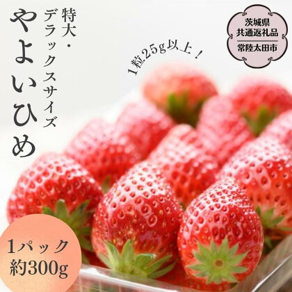 《2024年1月上旬発送開始》 やよいひめ 2パック ～ 4パック 特大 ・ デラックス サイズ 【茨城県共通返礼品／常陸太田市】 大粒 フルーツ 苺 イチゴ いちご 新鮮 朝採れ 茨城県 桧山FRUITFARM