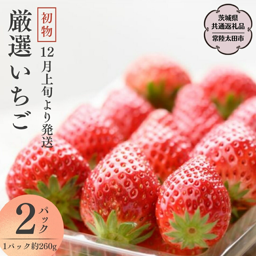 [ 先行予約 ]初物 厳選 いちご ( 2パック × 1箱 ) (茨城県共通返礼品/常陸太田市) 2025年12月上旬発送開始 フルーツ 苺 イチゴ いちご 新鮮 朝採れ 茨城県 桧山FRUITFARM