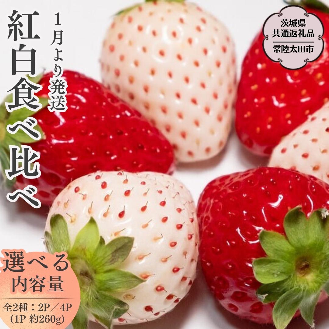 [ 2026年 先行予約 ]紅白 食べ比べセット いちご( 2パック × 1箱 ) ~ ( 4パック × 1箱 ) (茨城県共通返礼品/常陸太田市) 2026年1月上旬発送開始 フルーツ 苺 イチゴ いちご 新鮮 朝採れ 茨城県 桧山FRUITFARM