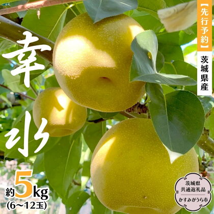 《 先行予約 》 茨城県産 梨 幸水 約5kg 6玉～12玉 (茨城県共通返礼品 かすみがうら市) (2024年8月上旬発送開始) 産地直送 久保田果樹園 フルーツ 甘い 直送 茨城 限定 ギフト 梨 幸水 こうすい 果物