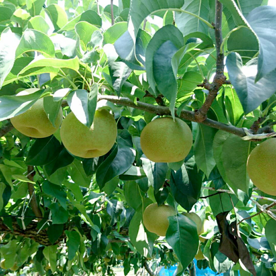 【ふるさと納税】《 先行予約 》 茨城県産 梨 幸水 約5kg 6玉～12玉 (茨城県共通返礼品 かすみがうら市) (2024年8月上旬発送開始) 産地直送 久保田果樹園 フルーツ 甘い 直送 茨城 限定 ギフト 梨 幸水 こうすい 果物