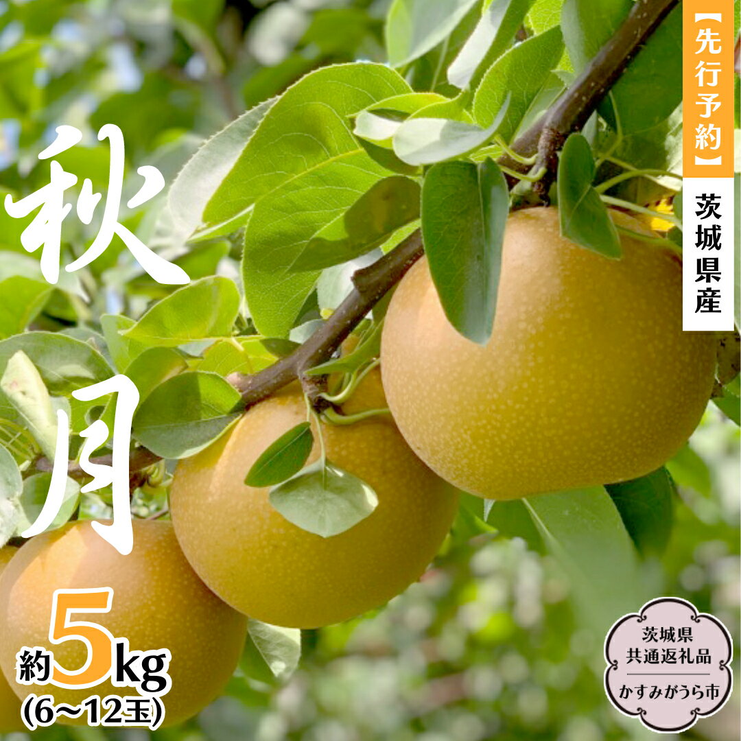 [ 先行予約 ] 茨城県産 梨 秋月 約5kg 6玉〜12玉 (茨城県共通返礼品 かすみがうら市) (2024年9月中旬発送開始) 産地直送 久保田果樹園 フルーツ 甘い 直送 茨城 限定 ギフト 梨 秋月 あきづき 果物