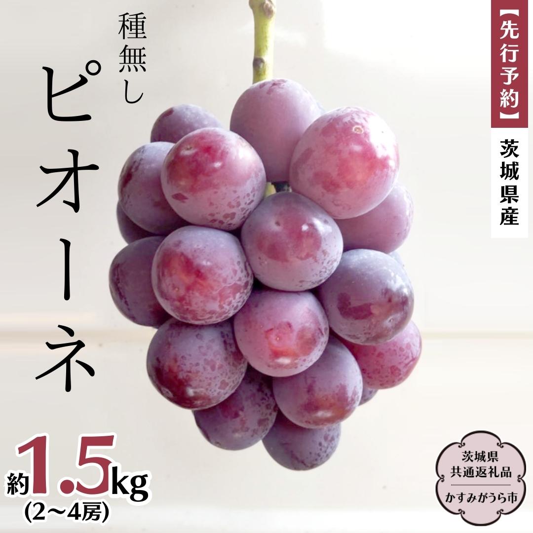 [ 先行予約 ] 茨城県産 ピオーネ(種なし)約1.5kg(2〜4房) (茨城県共通返礼品 かすみがうら市) (2024年9月上旬発送開始) 久保田果樹園 産地直送 フルーツ 甘い 直送 茨城 限定 ギフト ぶどう ピオーネ 果物