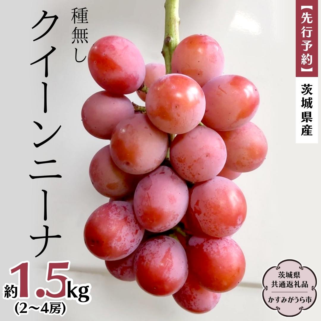 [ 先行予約 ] 茨城県産 クイーンニーナ(種なし)約1.5kg(2〜4房) (茨城県共通返礼品 かすみがうら市) (2024年9月中旬発送開始) 久保田果樹園 産地直送 フルーツ 甘い 直送 茨城 限定 ギフト ぶどう クイーンニーナ 果物