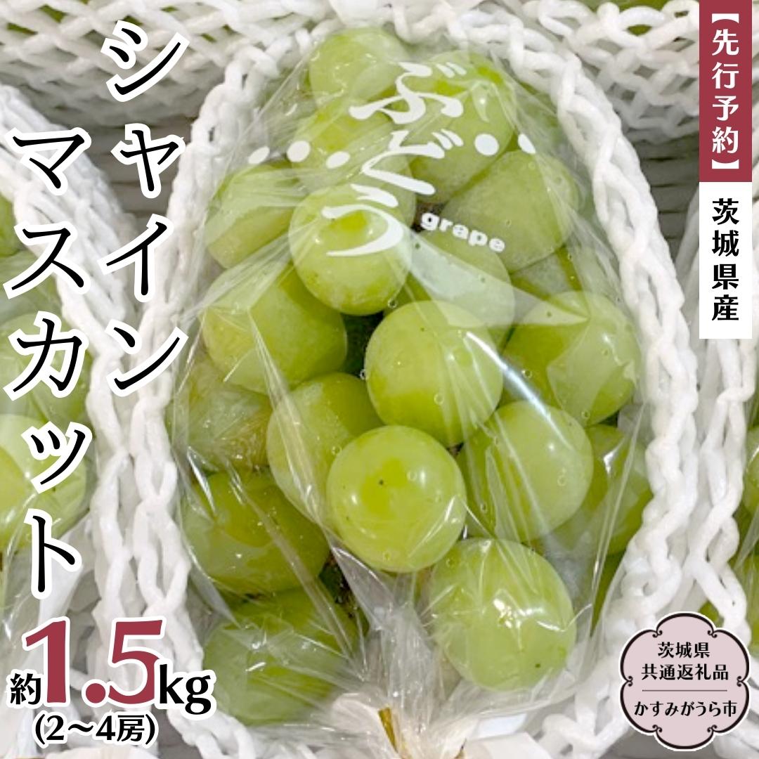 [ 先行予約 ] 茨城県産 シャインマスカット 約1.5kg(2〜4房)(茨城県共通返礼品 かすみがうら市) (2024年9月中旬発送開始) 久保田果樹園 産地直送 フルーツ 甘い 直送 茨城 限定 ギフト ぶどう シャインマスカット 果物